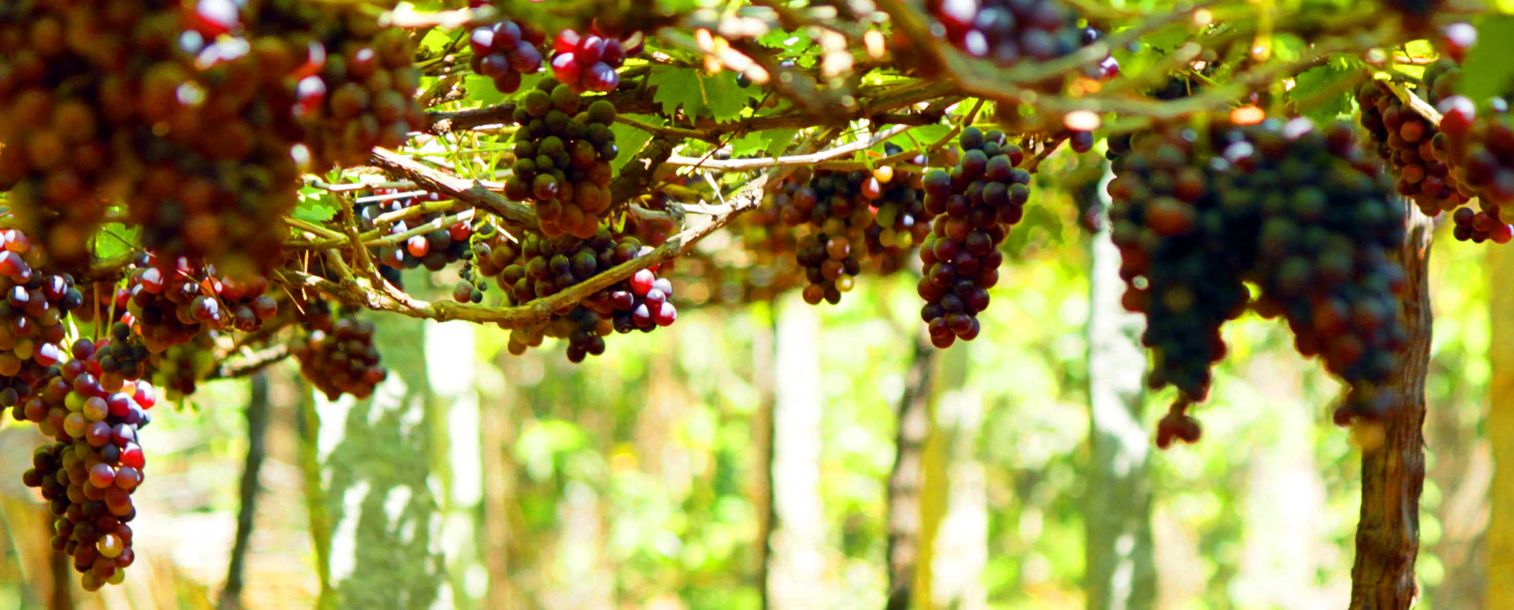Kerala-Spices-Plantation-Tour2.jpg