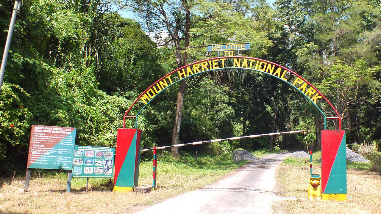 mt-harry.jpg