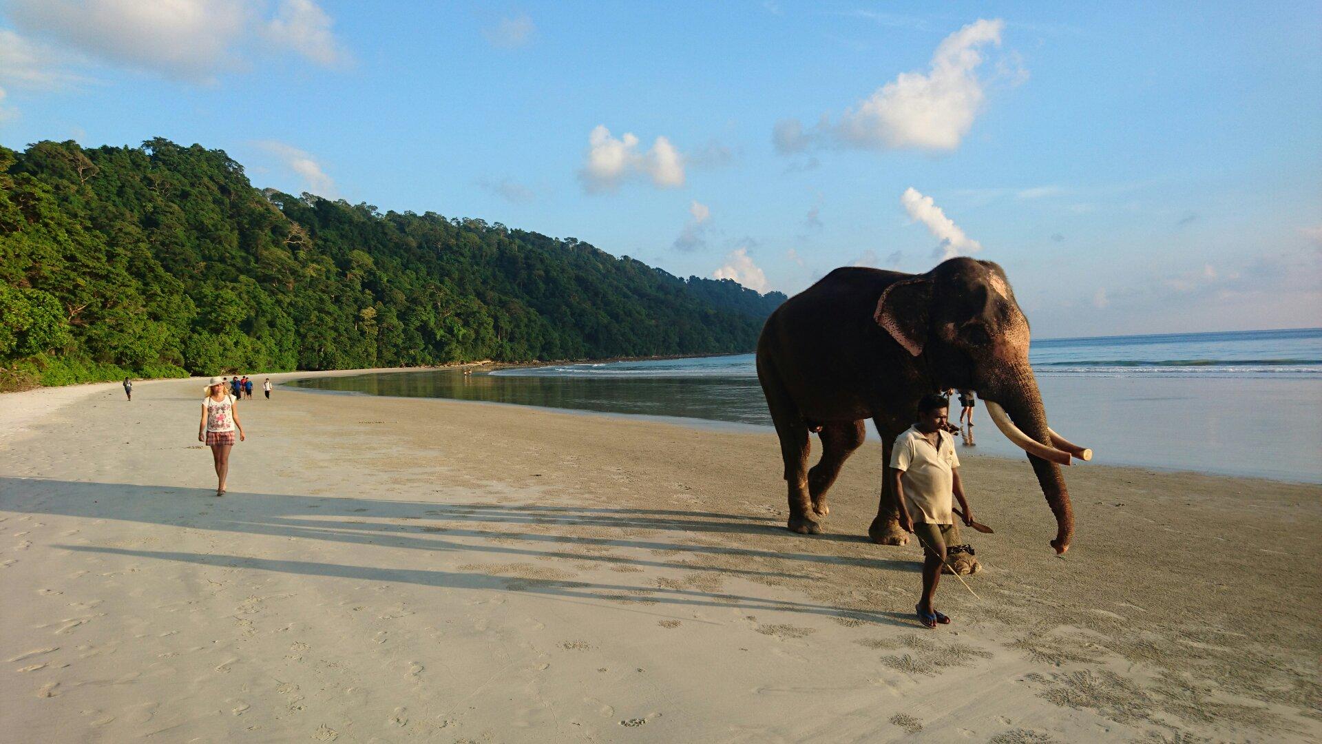 elephant.jpg